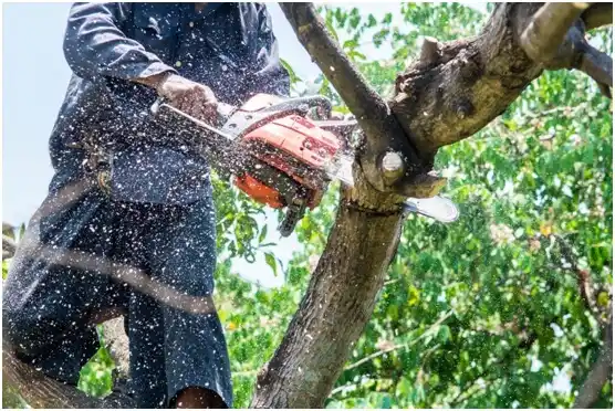 tree services Bressler